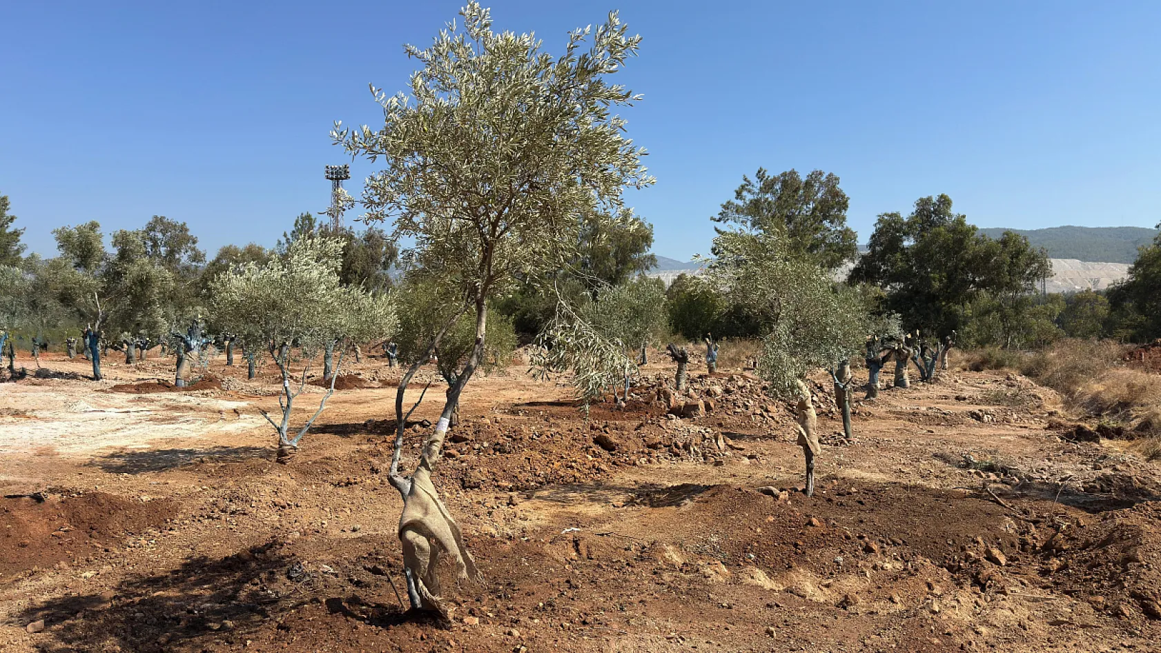 Muğla'da zeytin ağaçları bilimsel yöntemlerle yeni yerlerine taşındı