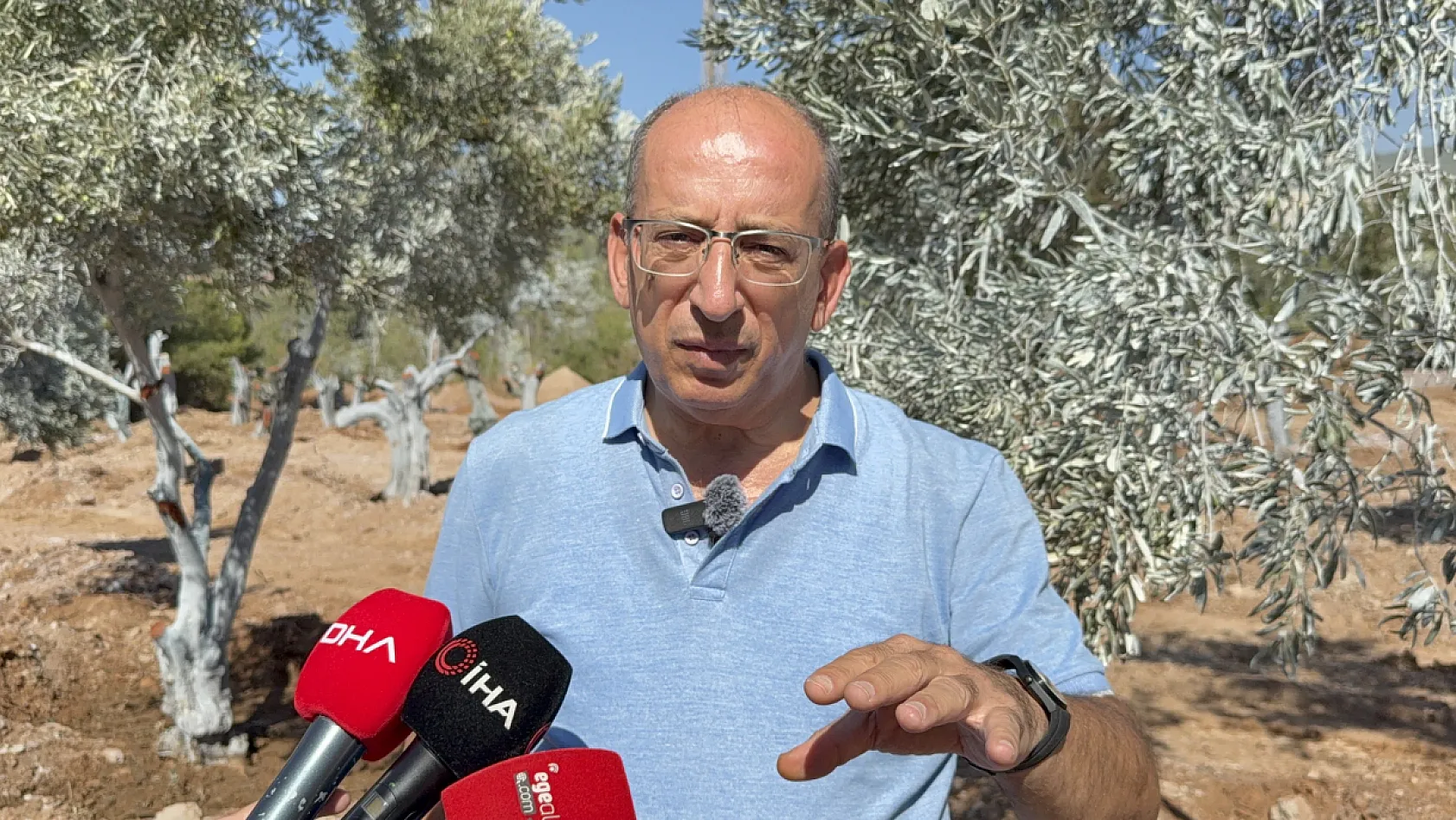 Milas'ta 151 zeytin ağacı doğal saksı yöntemiyle yeni yerlerine taşındı