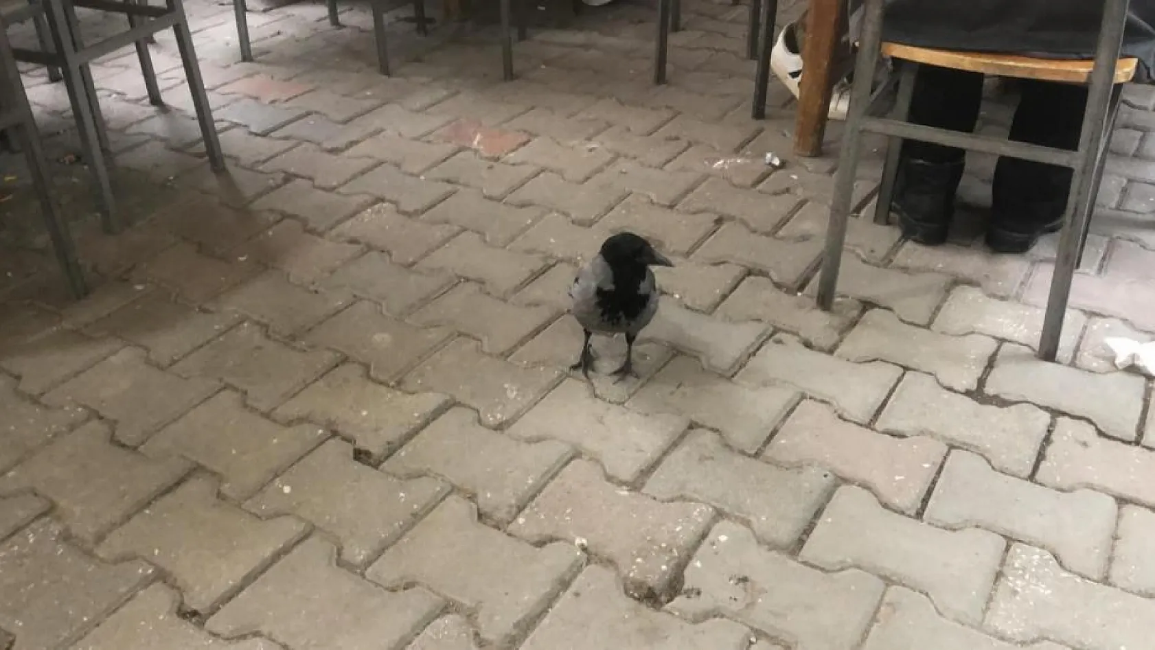 Datça'da Kuaförün Sahiplendiği Karga Her Gün Kahveye Gidiyor