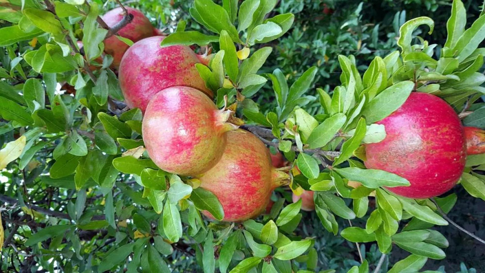 Narlar geleneksel yöntemle ekşiye dönüşüyor