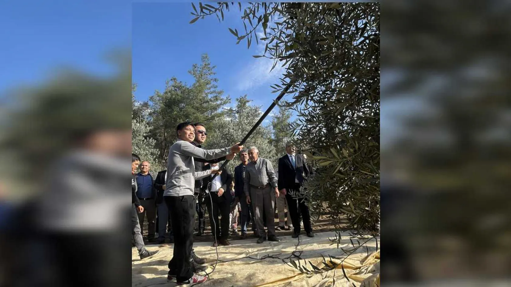 4 bin yıllık Hyllarima Antik Kentinde Zeytin hasadı