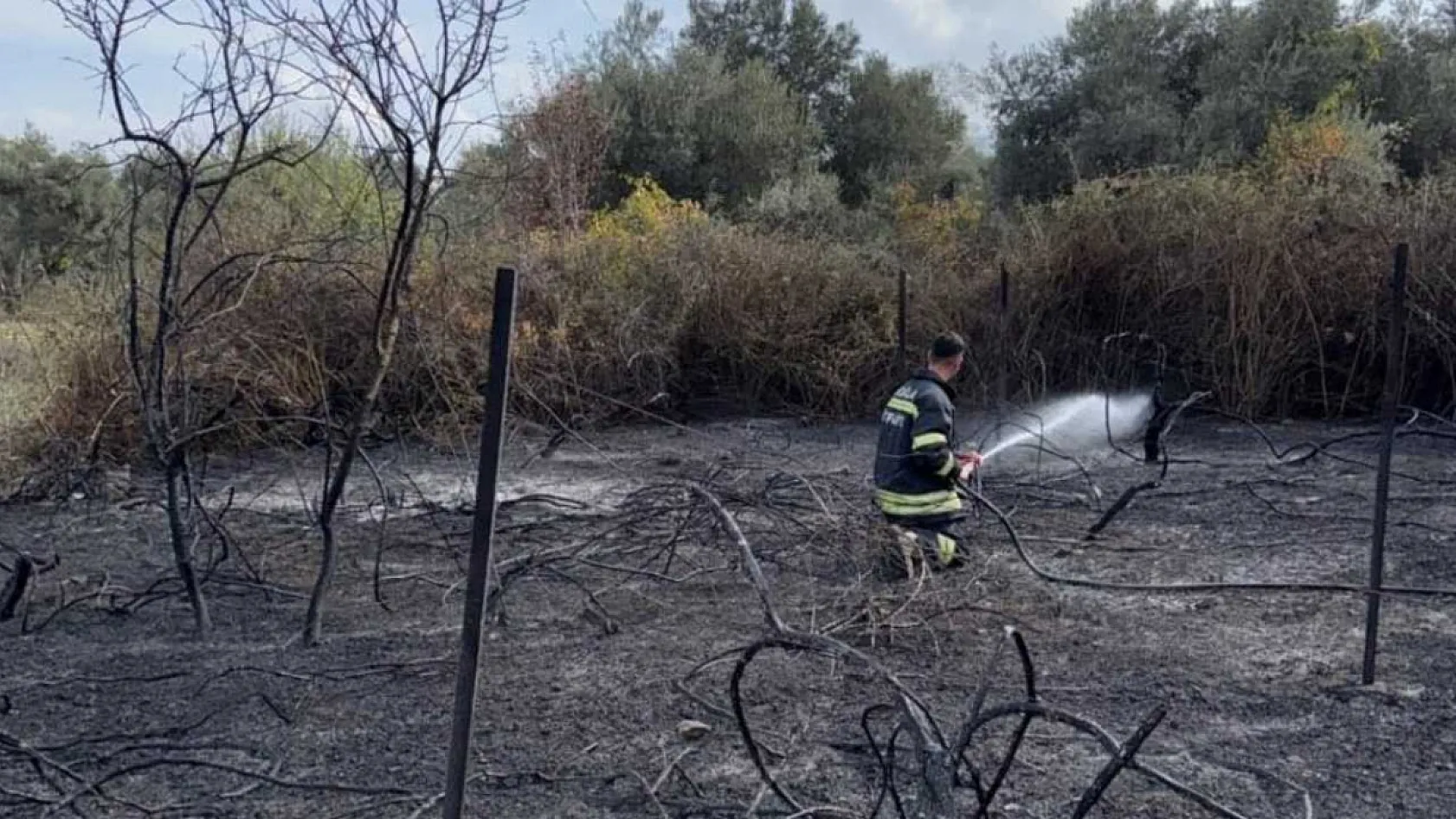 Muğla'da üzüm bağları alevlere teslim oldu