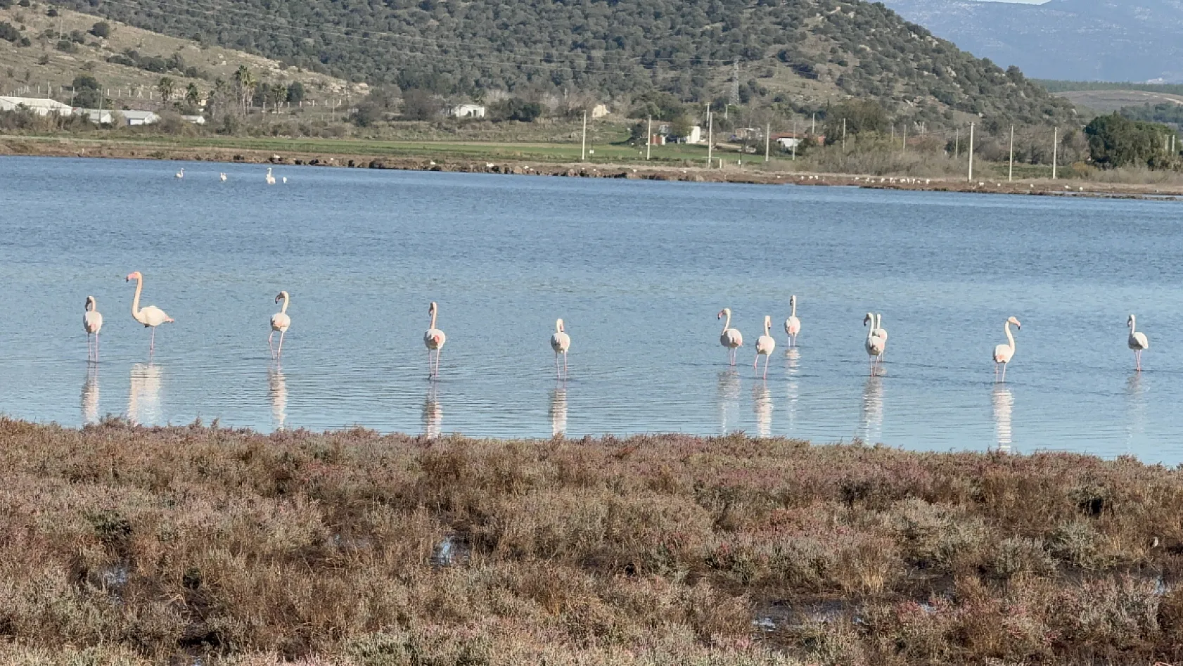 Bodrum ve Milas arasında yer alan Tuzla Sulak Alanı flamingolarla renkleniyor