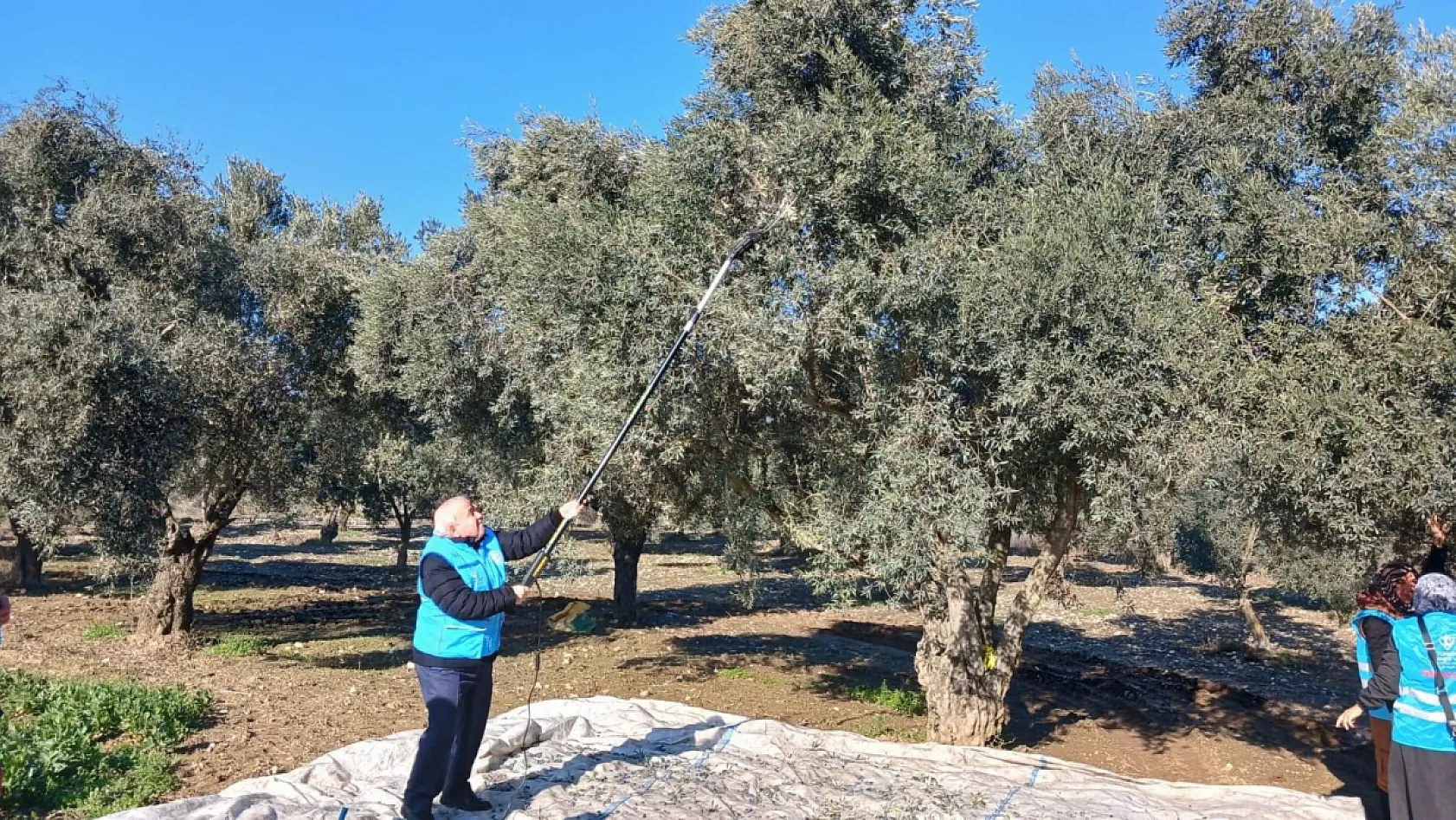 Yatağan'da zeytin hasadı ve bereket duası yapıldı