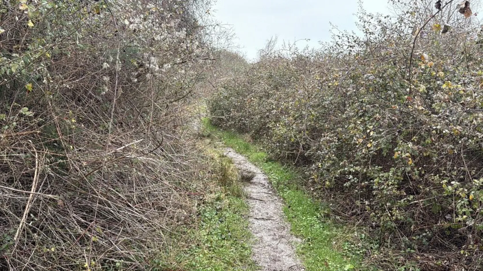 Kayıp olarak aranan adam ormanlık alanda ölü bulundu