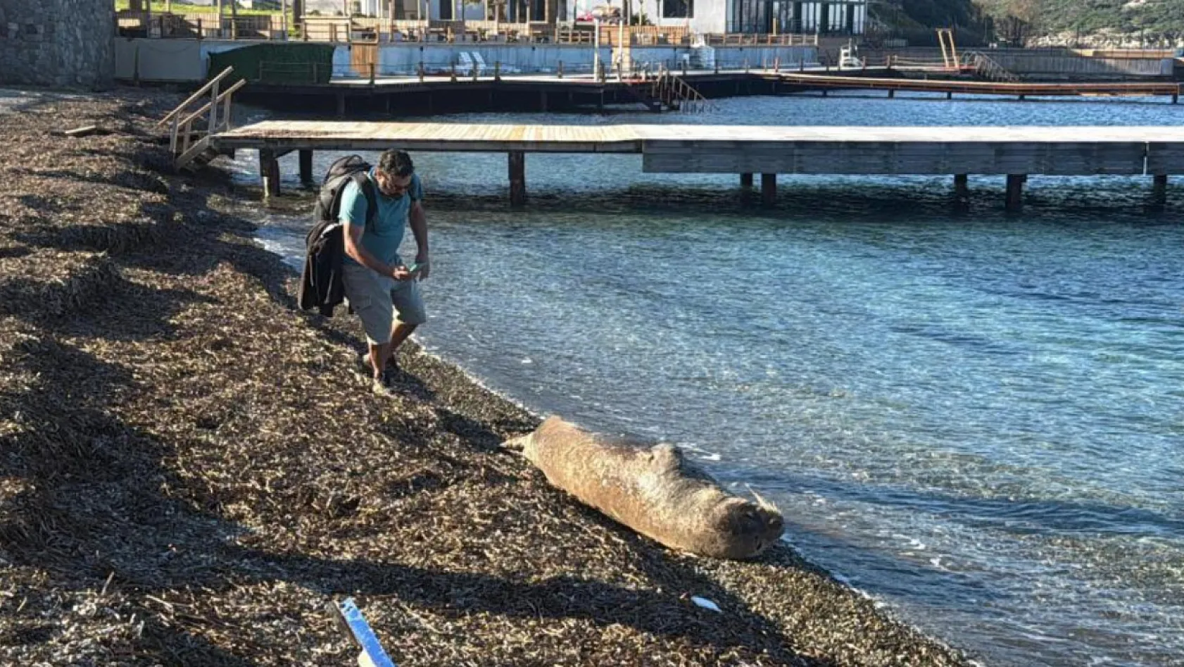 Bodrum'da Akdeniz foku ilgi odağı oldu