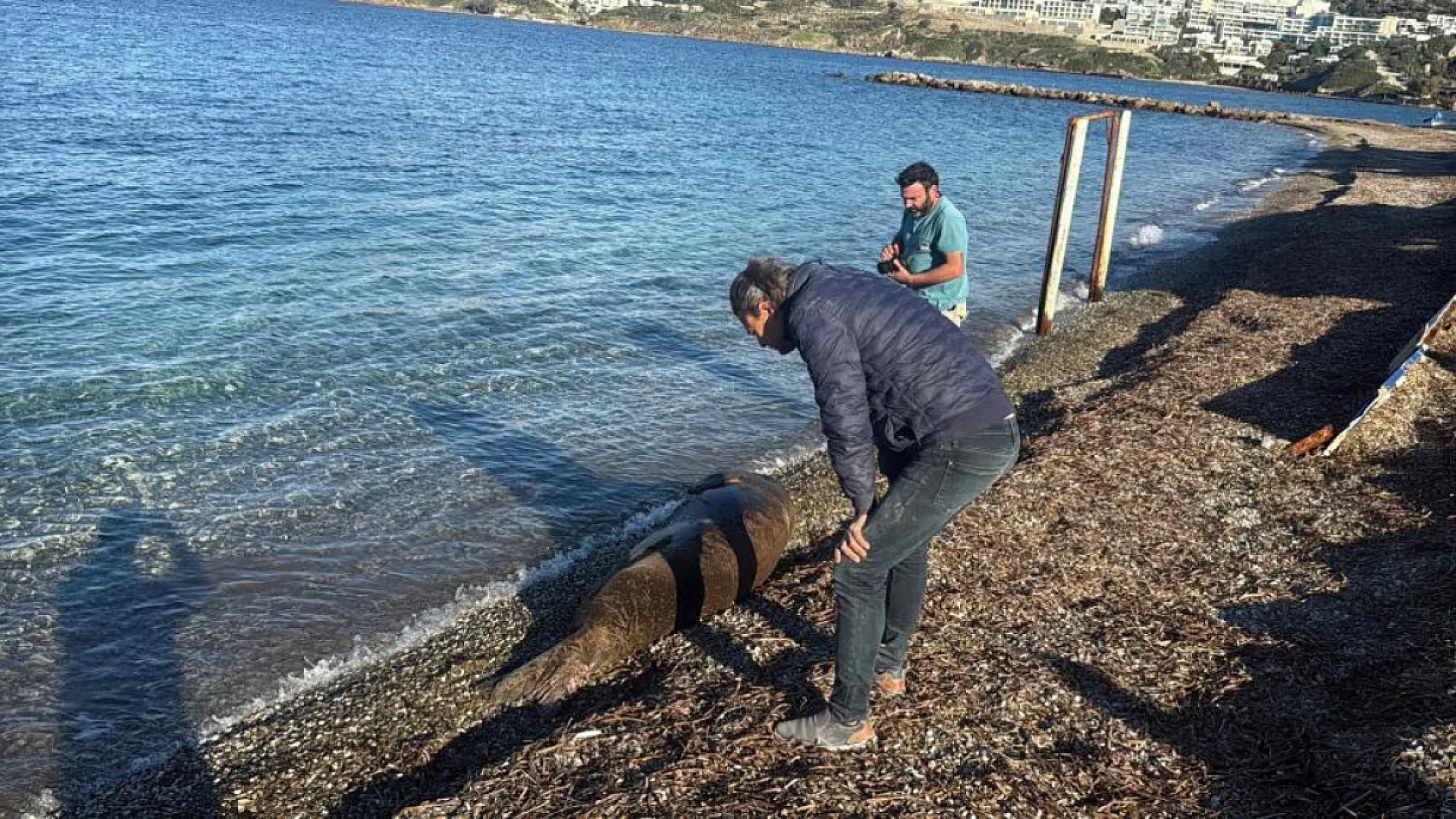 Bodrum'da Akdeniz foku ilgi odağı oldu