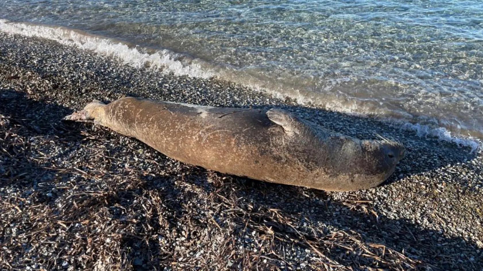 Bodrum'da Akdeniz foku ilgi odağı oldu