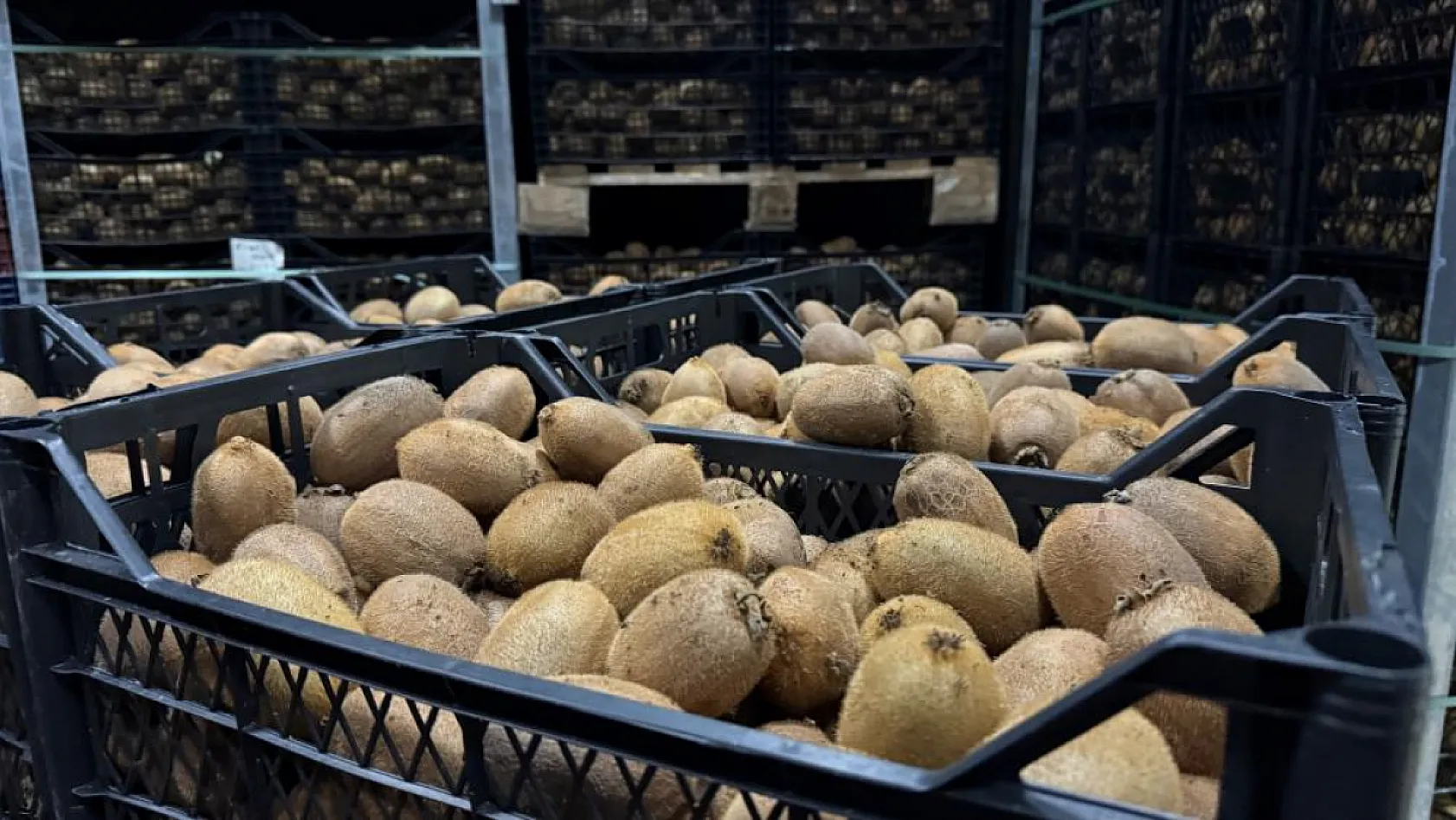 4 Tanesi 1 Kilo Gelen Dev Kiviler Avrupa'nın da Dikkatini Çekti