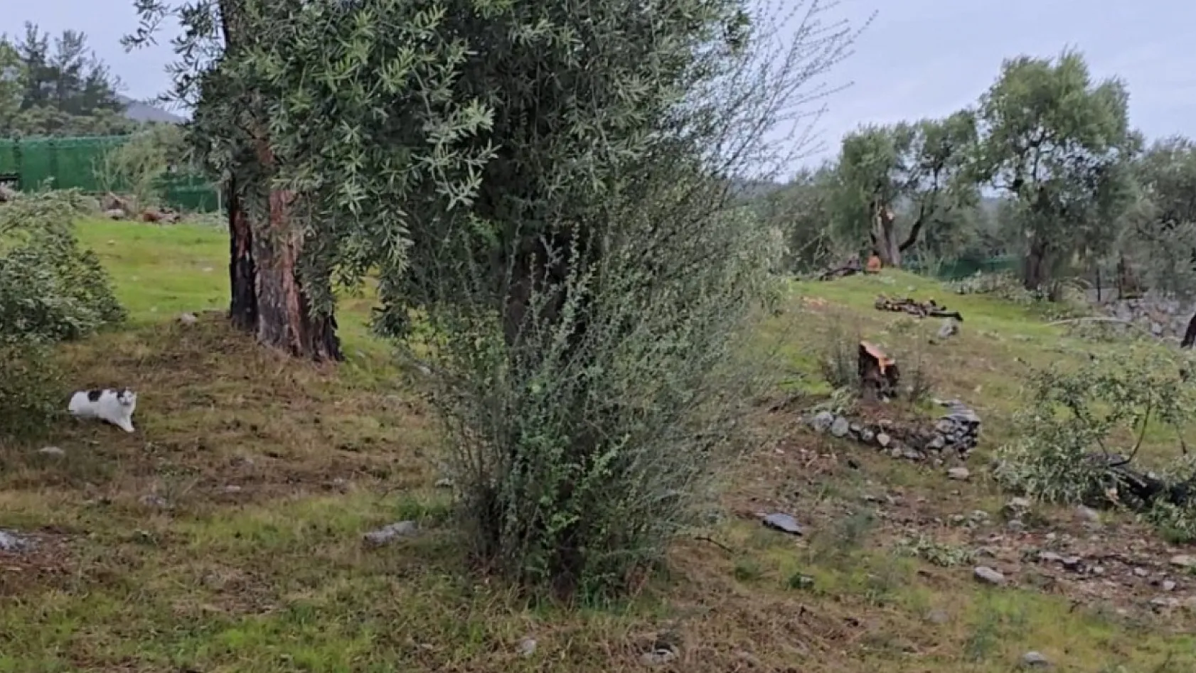 Zeytin ağaçlarını kesen ve görevinden istifa eden CHP'li başkana 36 bin 762 lira para cezası
