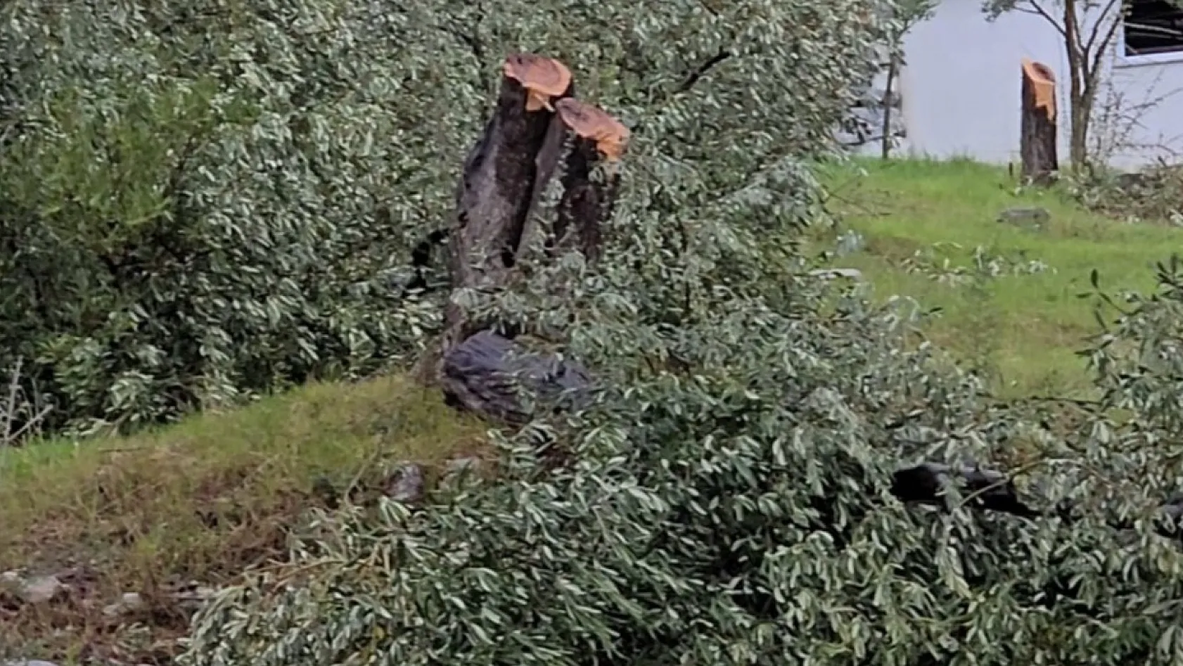 Zeytin ağaçlarını kesen ve görevinden istifa eden CHP'li başkana 36 bin 762 lira para cezası