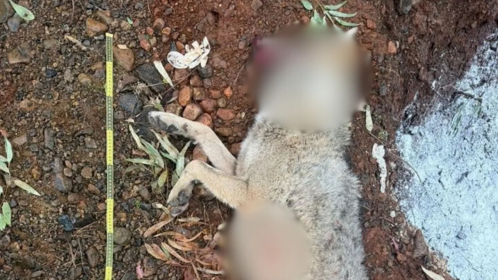 Fethiye'de aracın çarptığı kurt, bilim projesine ışık tutacak
