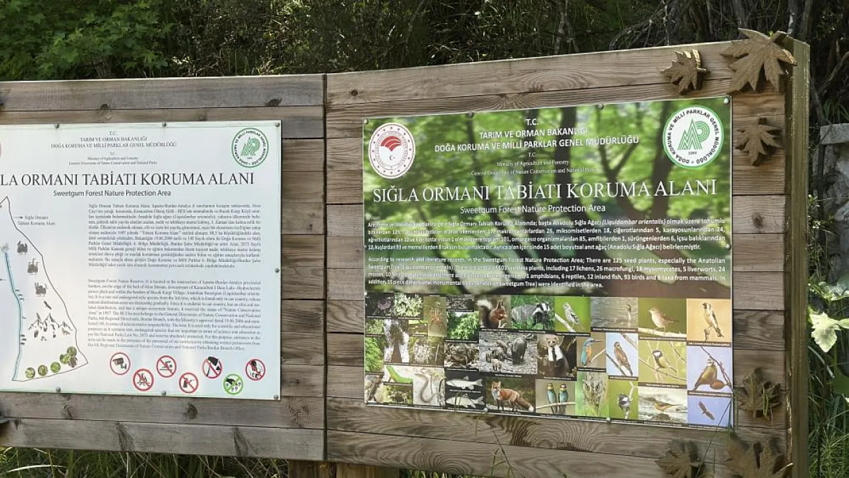 Sadece Fethiye ve Bucak'ta Bulunan Anadolu Sığla Ormanı Baharla Canlandı!