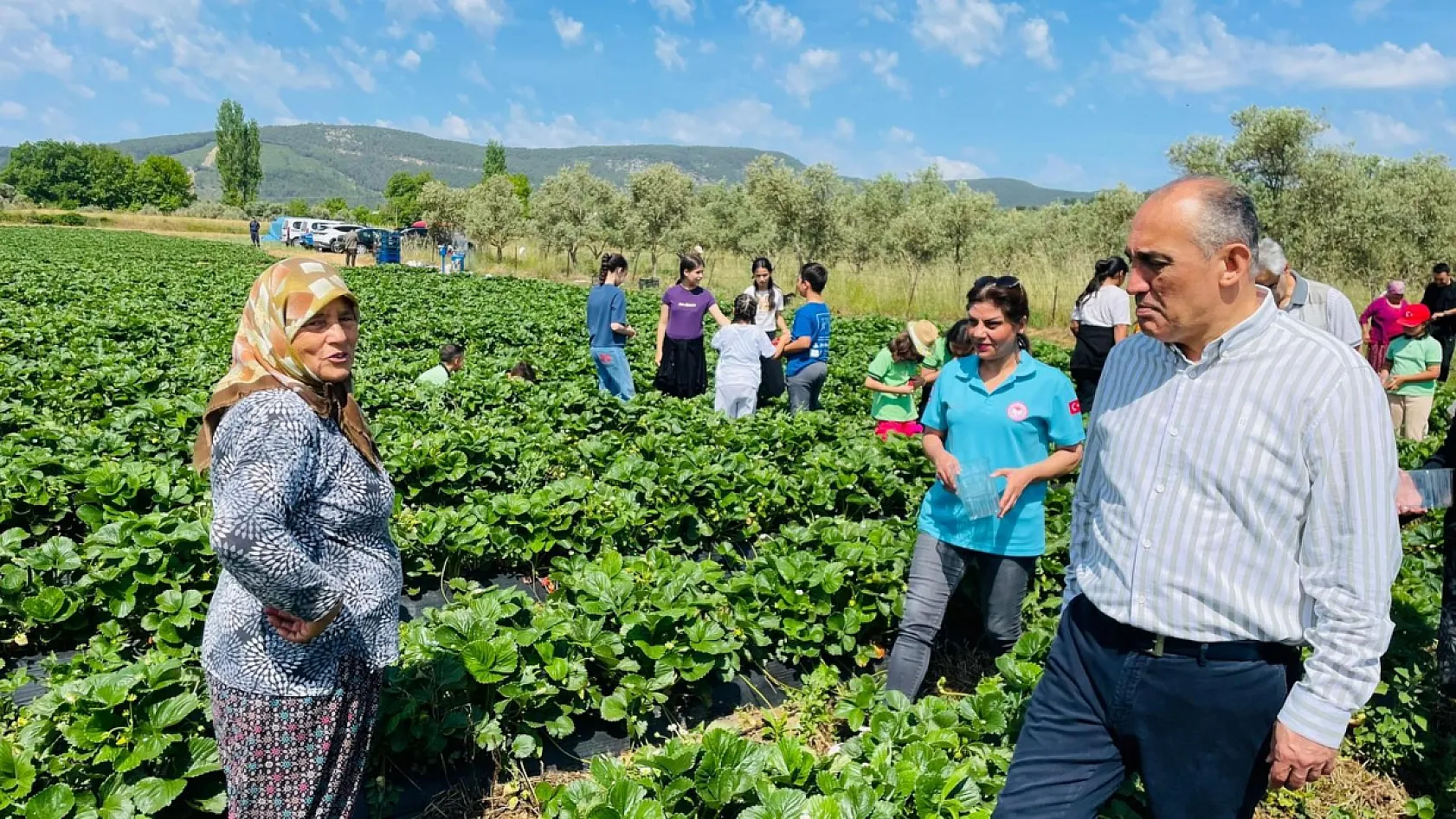 Yatağan'da 'Gençlik Yılı' kapsamında çilek hasadı yapıldı