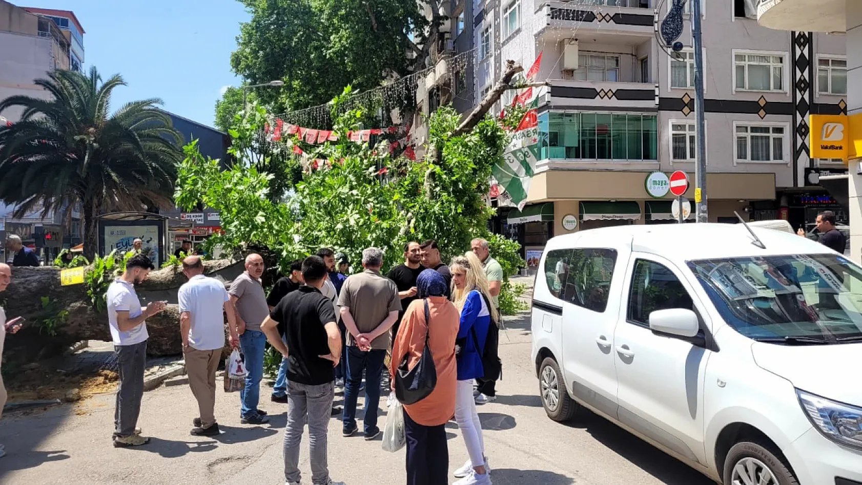 Faciadan dönüldü...Asırlık çınar yola devrildi