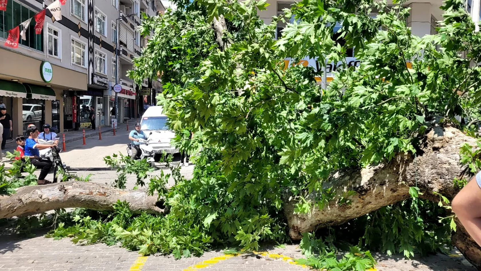 Faciadan dönüldü...Asırlık çınar yola devrildi