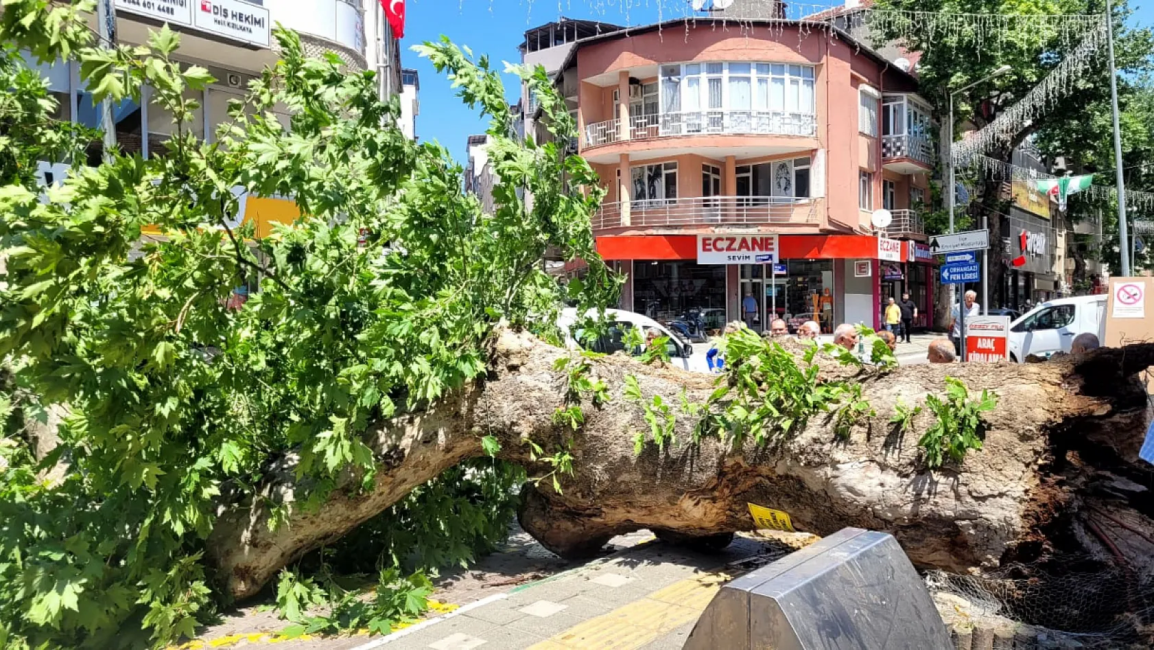 Faciadan dönüldü...Asırlık çınar yola devrildi