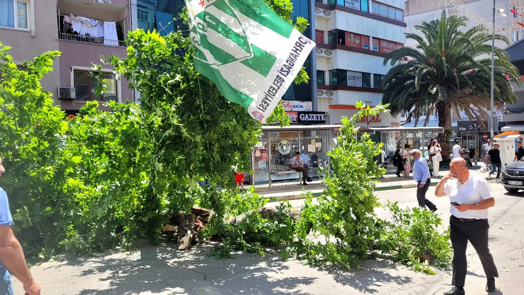 Faciadan dönüldü...Asırlık çınar yola devrildi