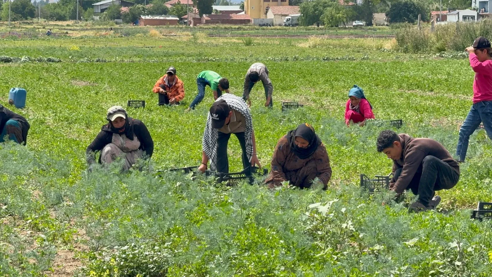 Tarla sahibinin verdiği çek sahte çıkınca işçilerin parasını ödemek için aracını sattı