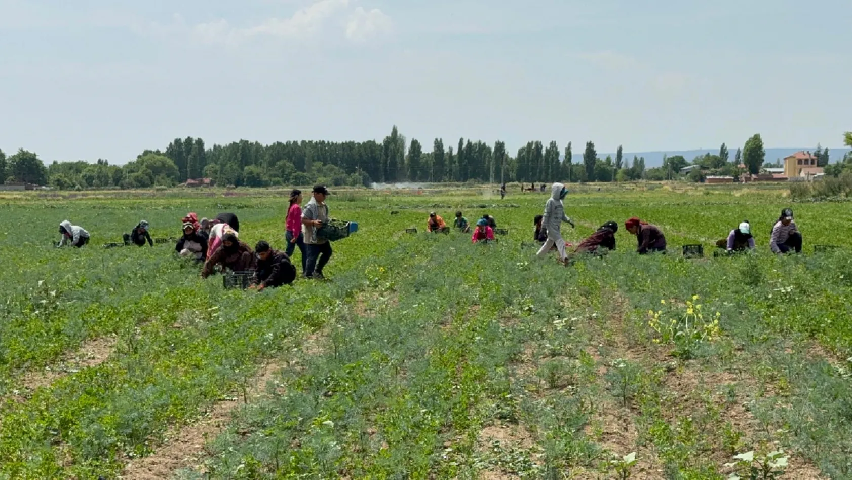 Tarla sahibinin verdiği çek sahte çıkınca işçilerin parasını ödemek için aracını sattı