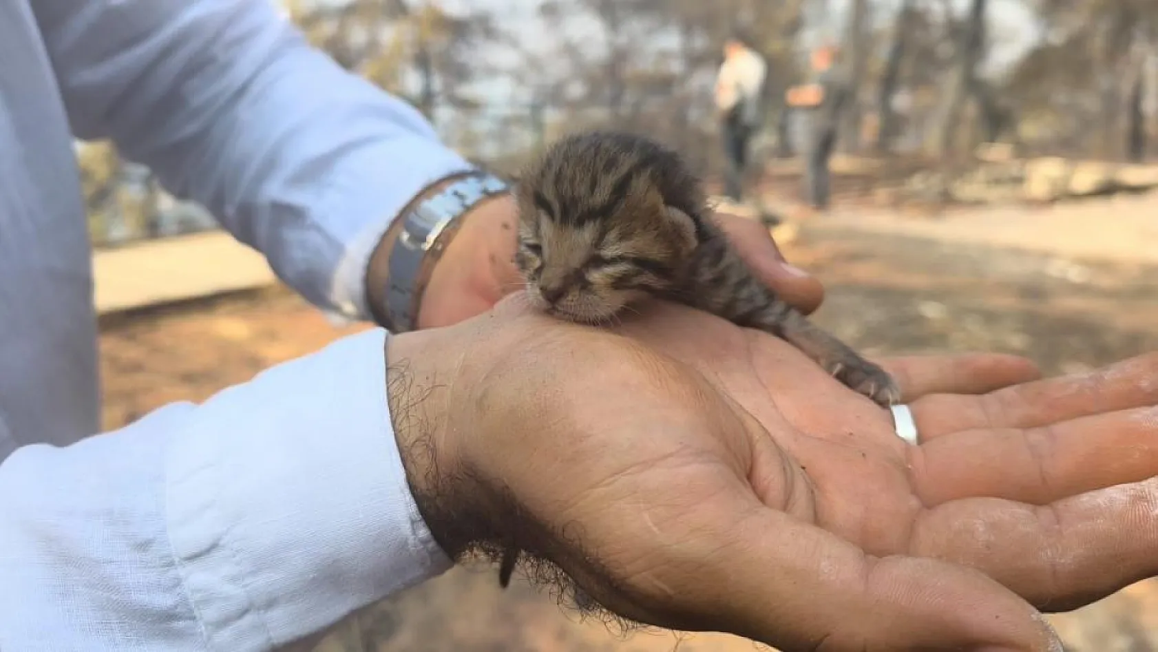 Fethiye'deki Yangında Kayaların Arasında Mahsur Kalan Yavru Kedi Kurtarıldı