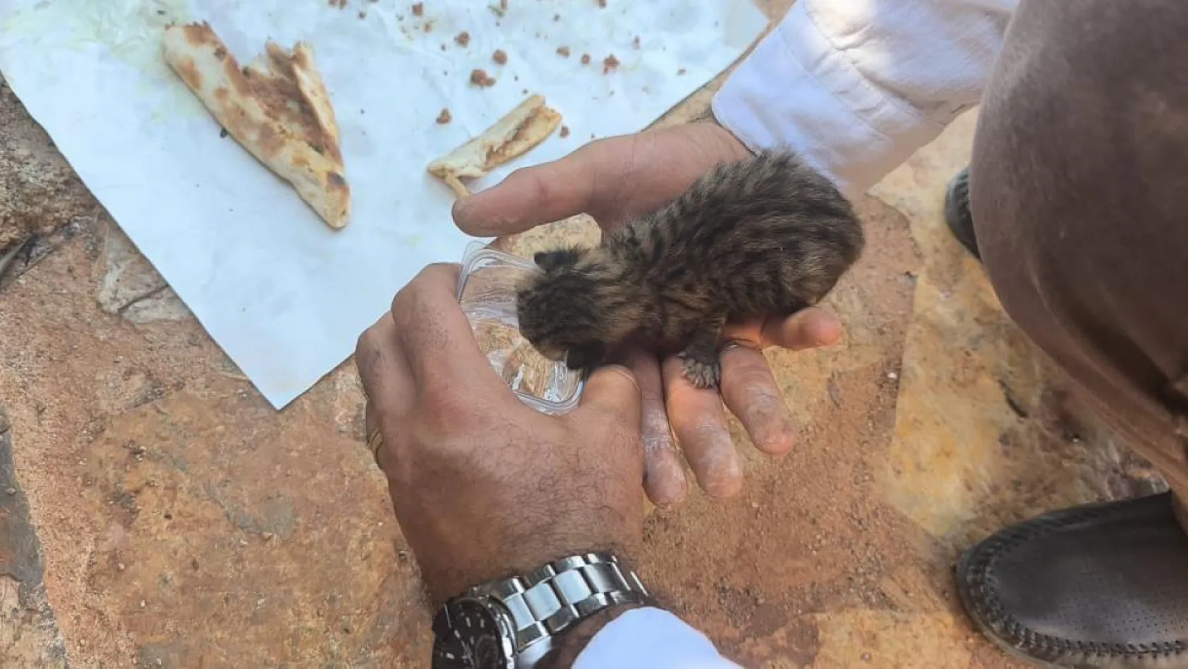 Fethiye'deki Yangında Kayaların Arasında Mahsur Kalan Yavru Kedi Kurtarıldı
