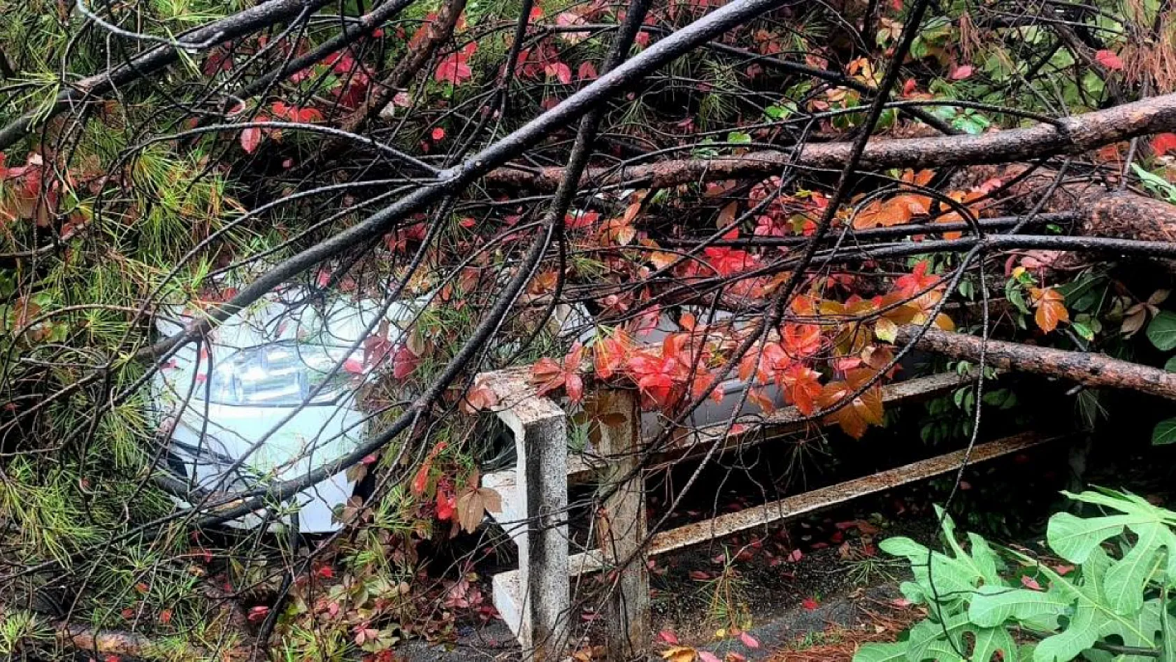 Muğla'da yağış nedeniyle çam ağacı otomobilin üzerine devrildi