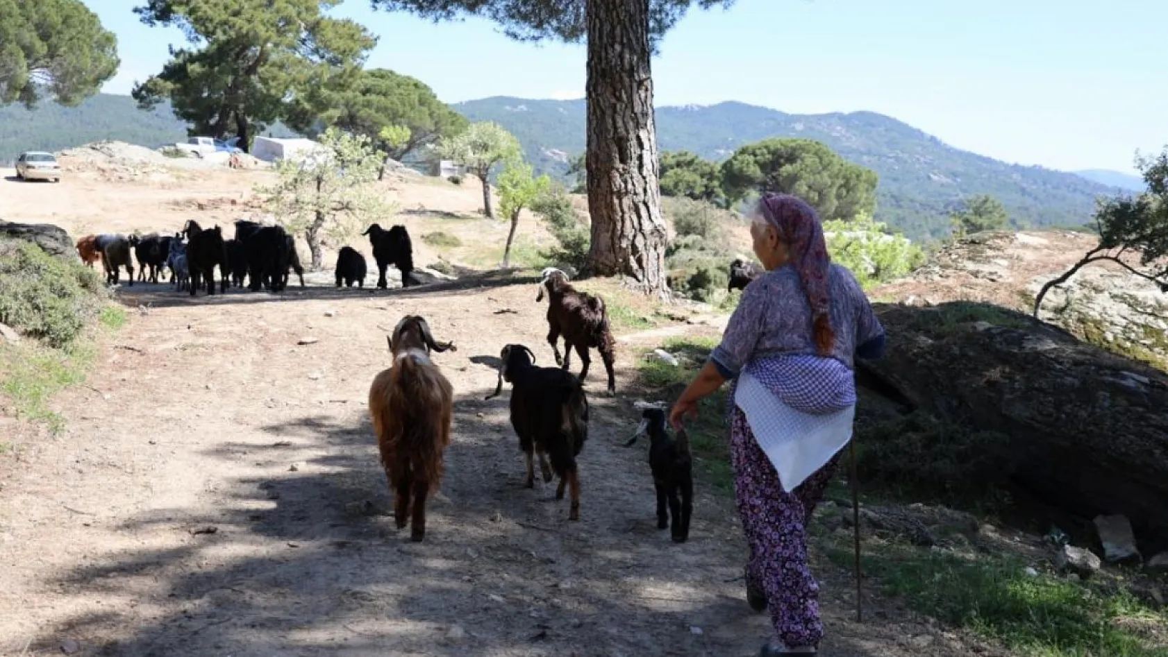 Aydın ve Muğla Sınırındaki Beşparmak Dağları Sessizliğe Büründü: Çobanlığı terk etmeyen sadece Rukiye bacı kaldı