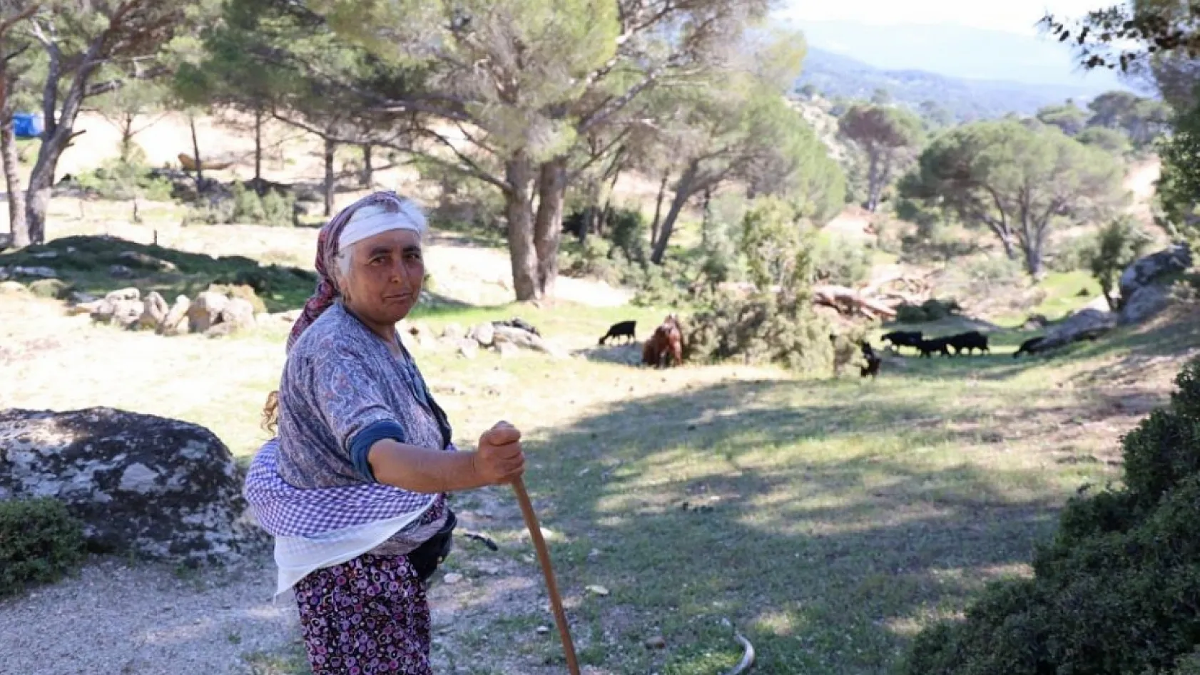 Aydın ve Muğla Sınırındaki Beşparmak Dağları Sessizliğe Büründü: Çobanlığı terk etmeyen sadece Rukiye bacı kaldı