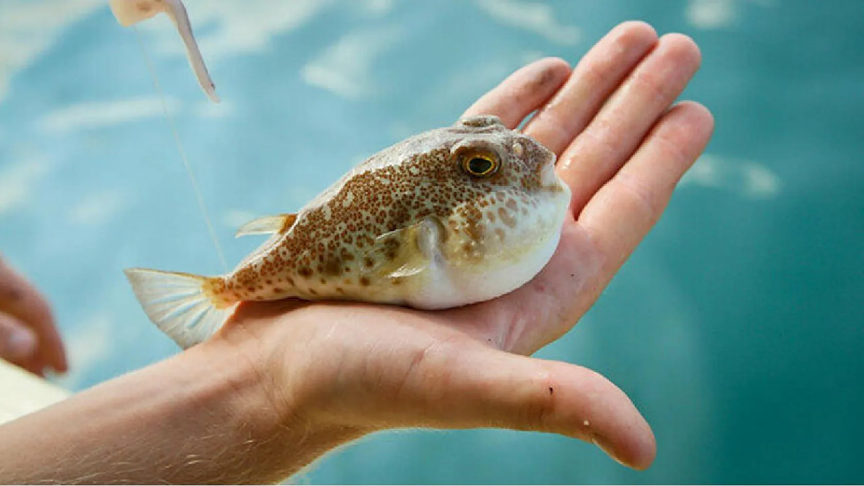 Balon balığı avlamada detaylar belli oldu Yakalayana tane başı 25 lira ödenecek!