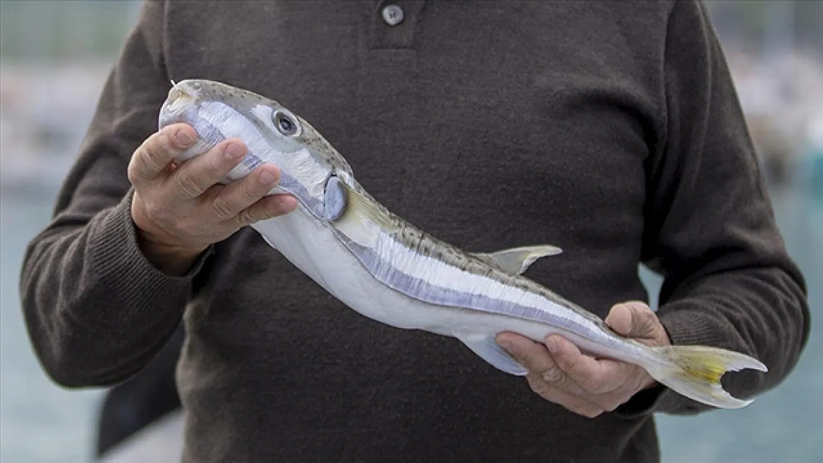 Balon balığı avlamada detaylar belli oldu Yakalayana tane başı 25 lira ödenecek!