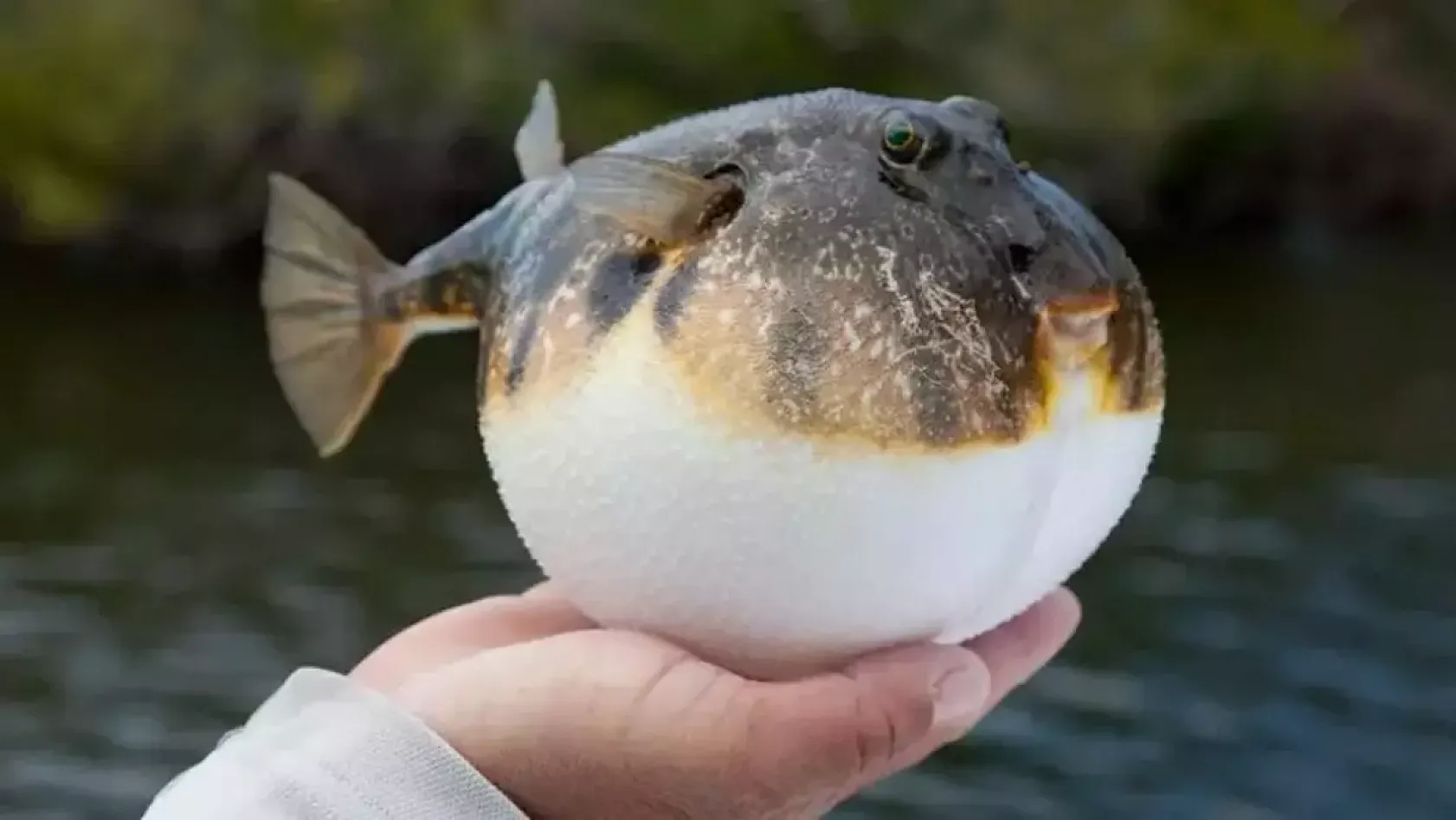 Balon balığı avlamada detaylar belli oldu Yakalayana tane başı 25 lira ödenecek!