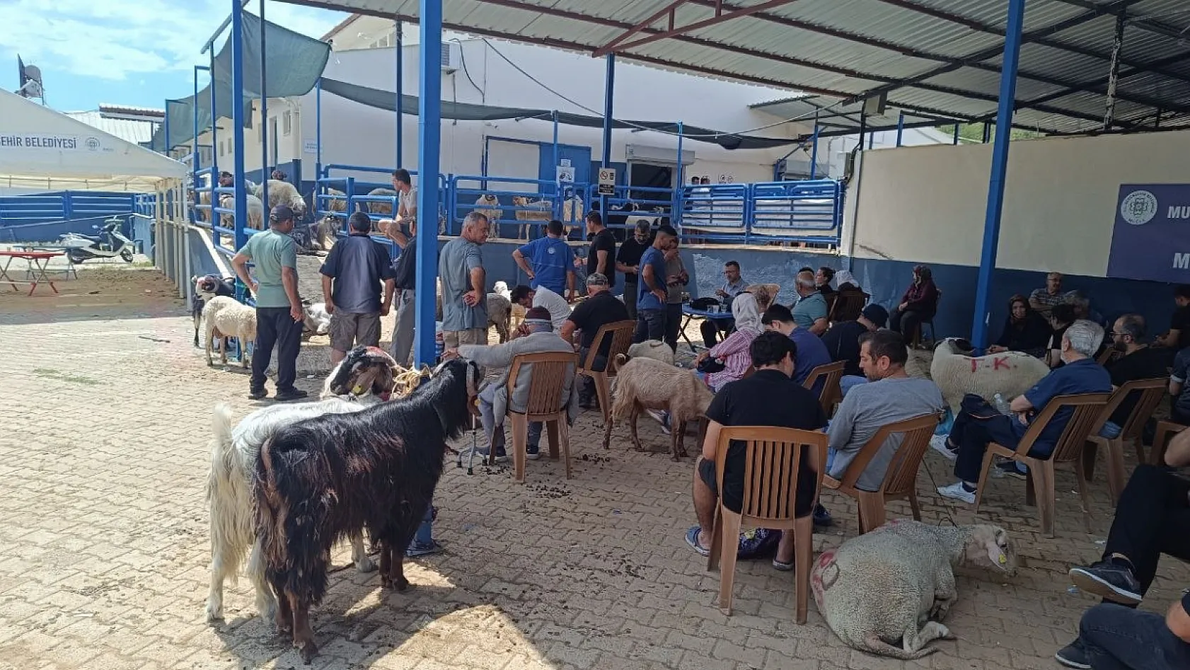 Bayramın İlk Gününde Fethiye Mezbahasında Yoğun Mesai
