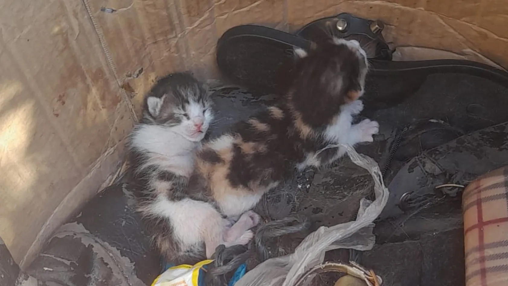 Bodrum'da Çöp Konteyneri Yanına Bırakılan Yavru Kediler Kurtarıldı