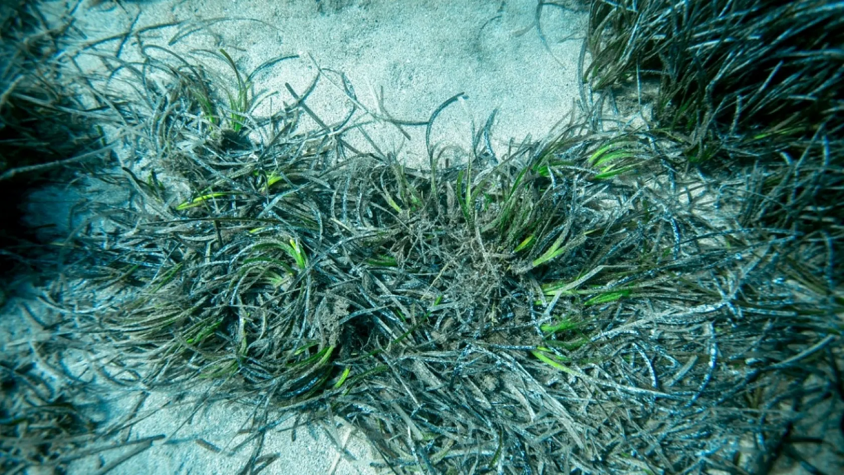 Bodrum açıklarında 40 metre derinliğe uzanan kesintisiz deniz çayırı kuşağı belirlendi