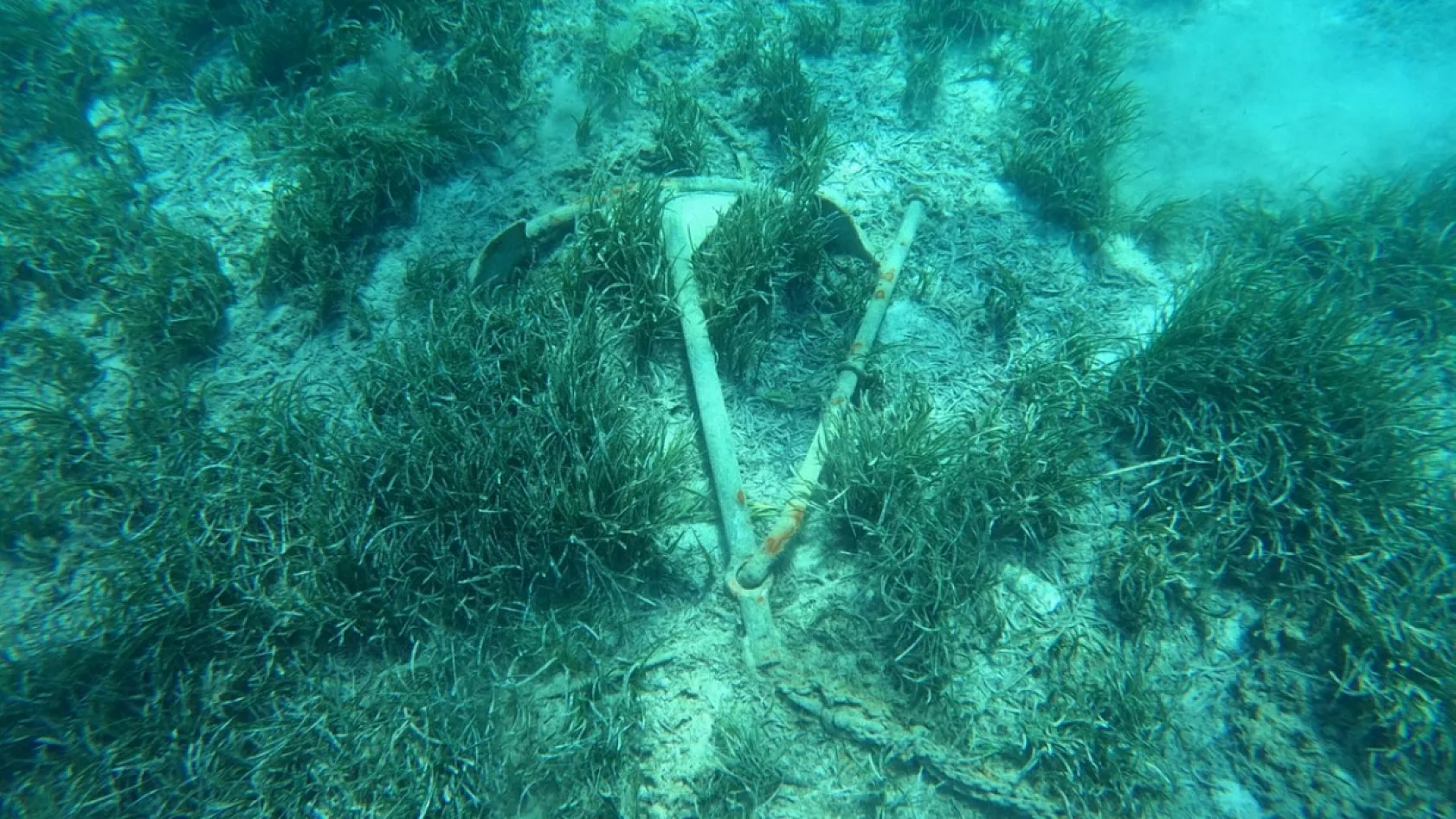 Bodrum açıklarında 40 metre derinliğe uzanan kesintisiz deniz çayırı kuşağı belirlendi