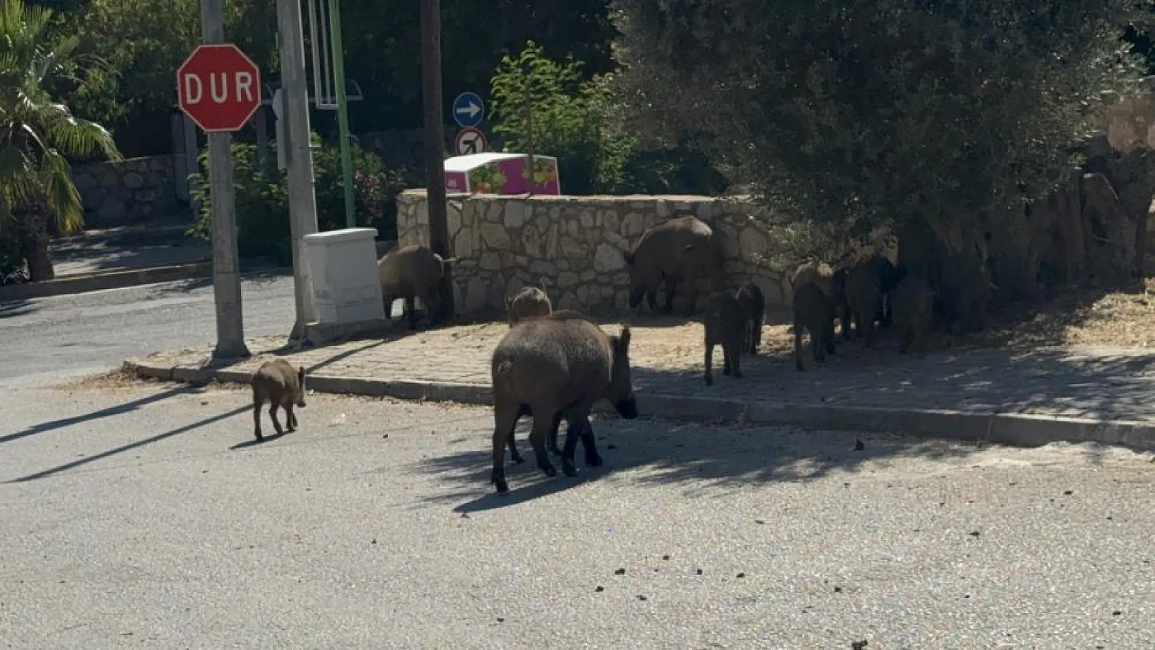 Bodrum'da gündüz vakti domuz sürüsü mahalleye indi