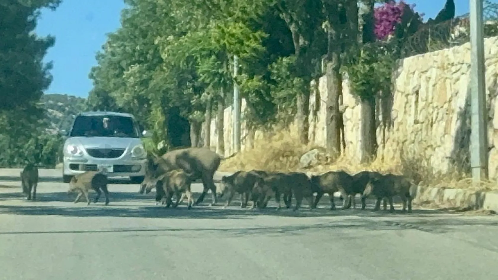 Bodrum'da gündüz vakti domuz sürüsü mahalleye indi