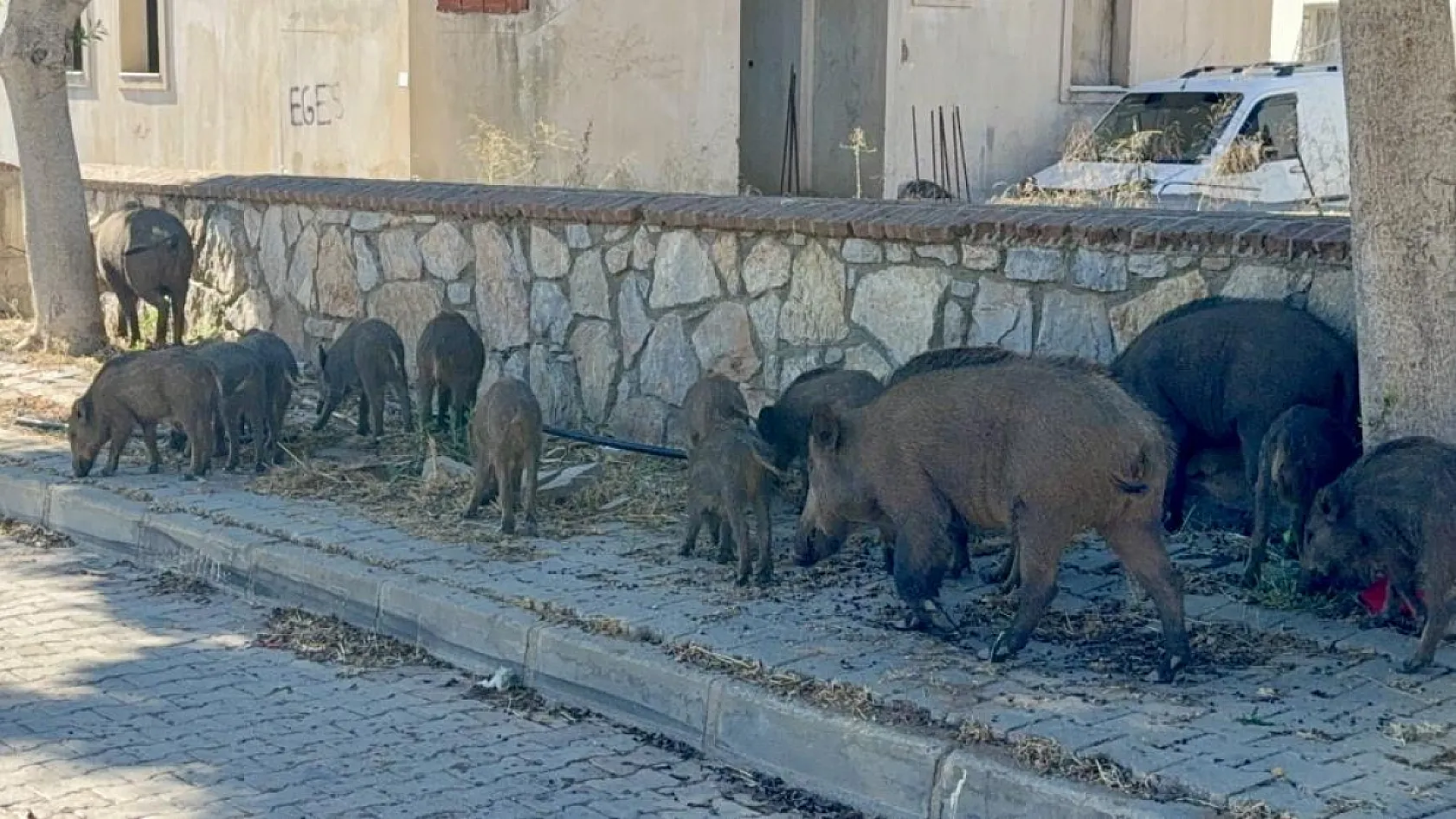 Bodrum'da gündüz vakti domuz sürüsü mahalleye indi