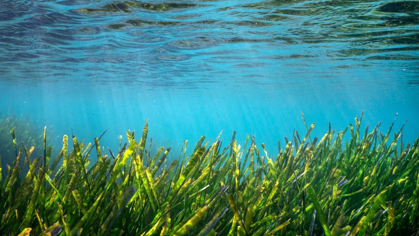 Bodrum'un su altı ekosistemini haritalama çalışmaları sürüyor