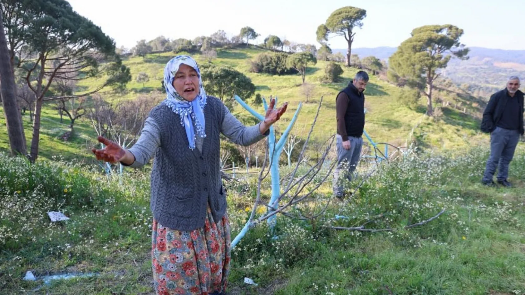 Böyle öfke görülmedi: Aydın'da bir gecede yüzlerce incir ve zeytin ağacını kesip ortadan kayboldular