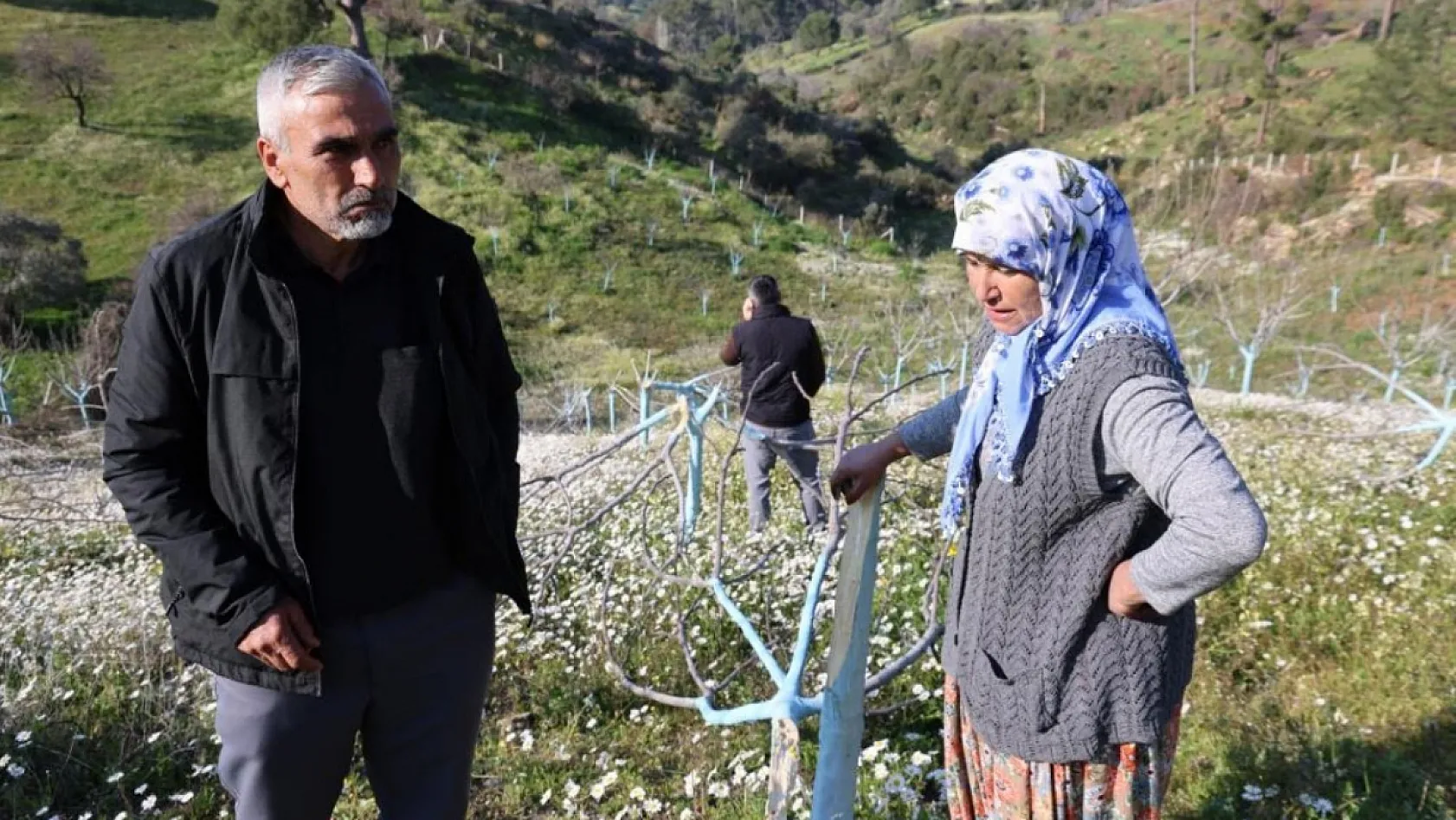 Böyle öfke görülmedi: Aydın'da bir gecede yüzlerce incir ve zeytin ağacını kesip ortadan kayboldular
