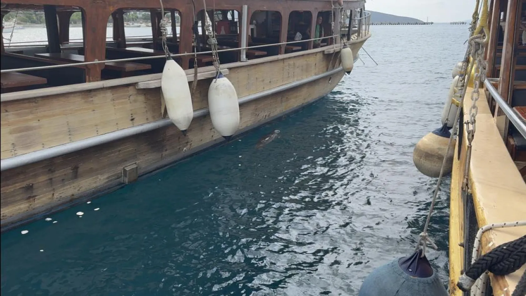 Bodrum'da iskelede fok sürprizi