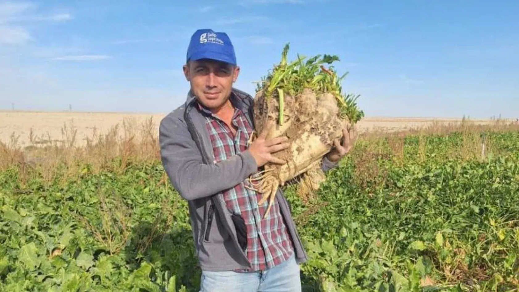 Hasat edilen 24 kiloluk şeker pancarları şaşırttı