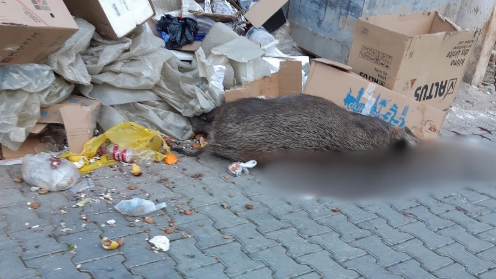 Fethiye, Taşyaka'da domuzlar vahşice katledildi