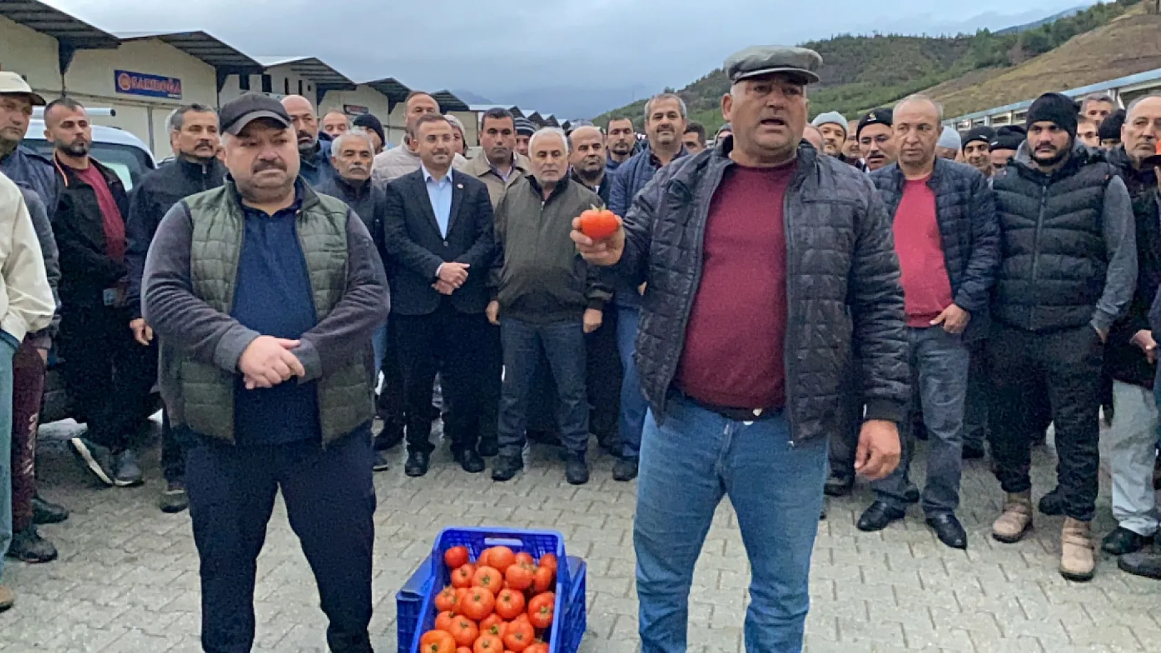 Fethiyeli Domates Üreticileri Fiyat Dengesizliğine İsyan Etti: Domates Toplamama Kararı
