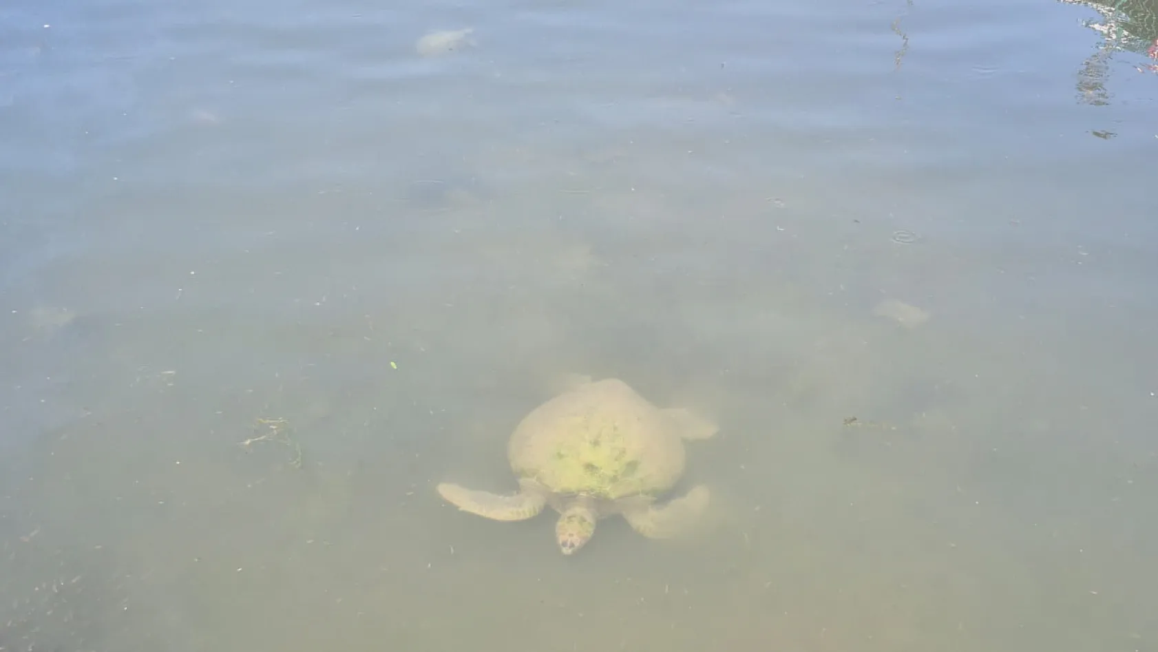 Fethiye'de Caretta Carettalar Dikkat Çekti
