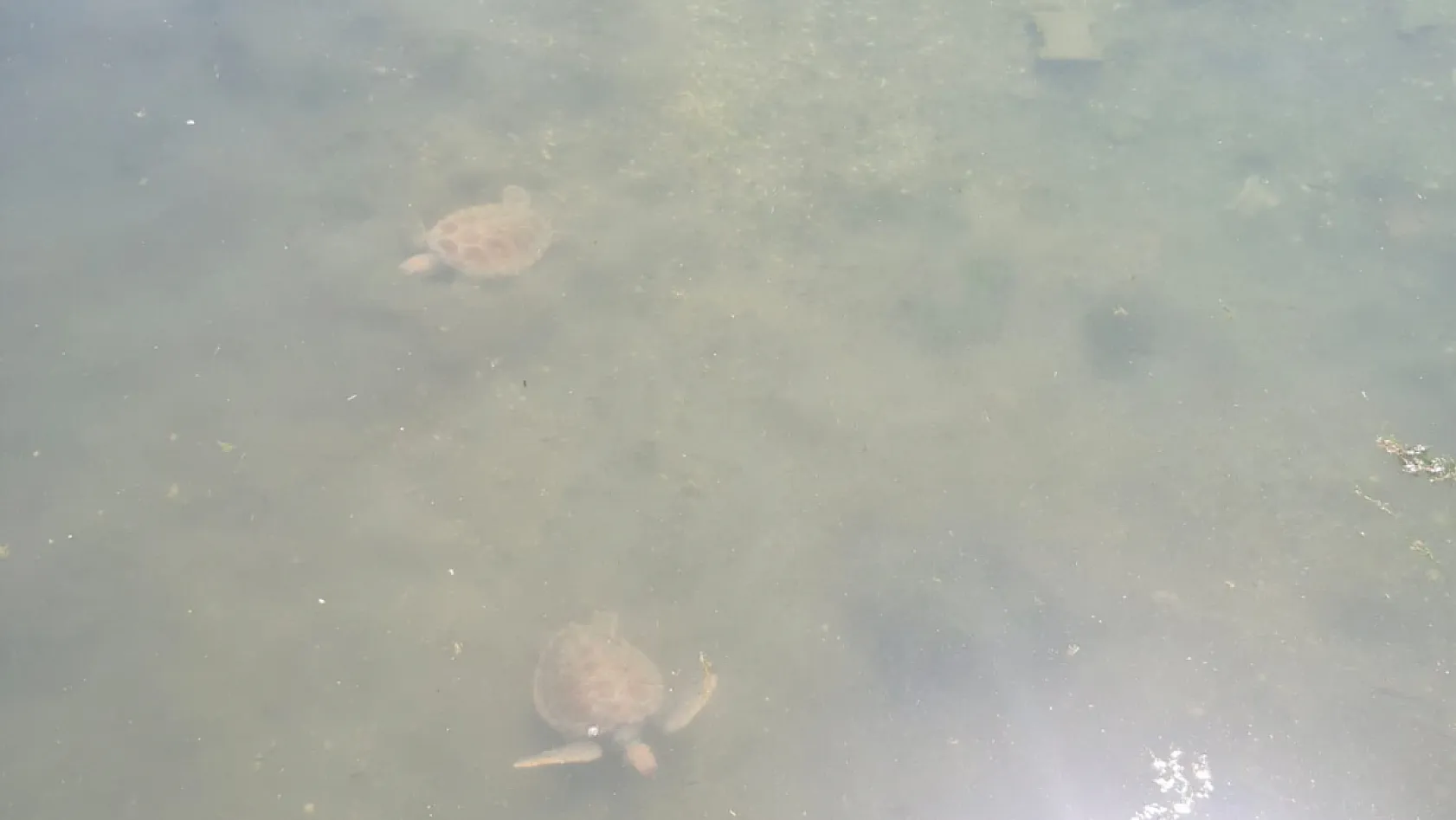 Fethiye'de Caretta Carettalar Dikkat Çekti