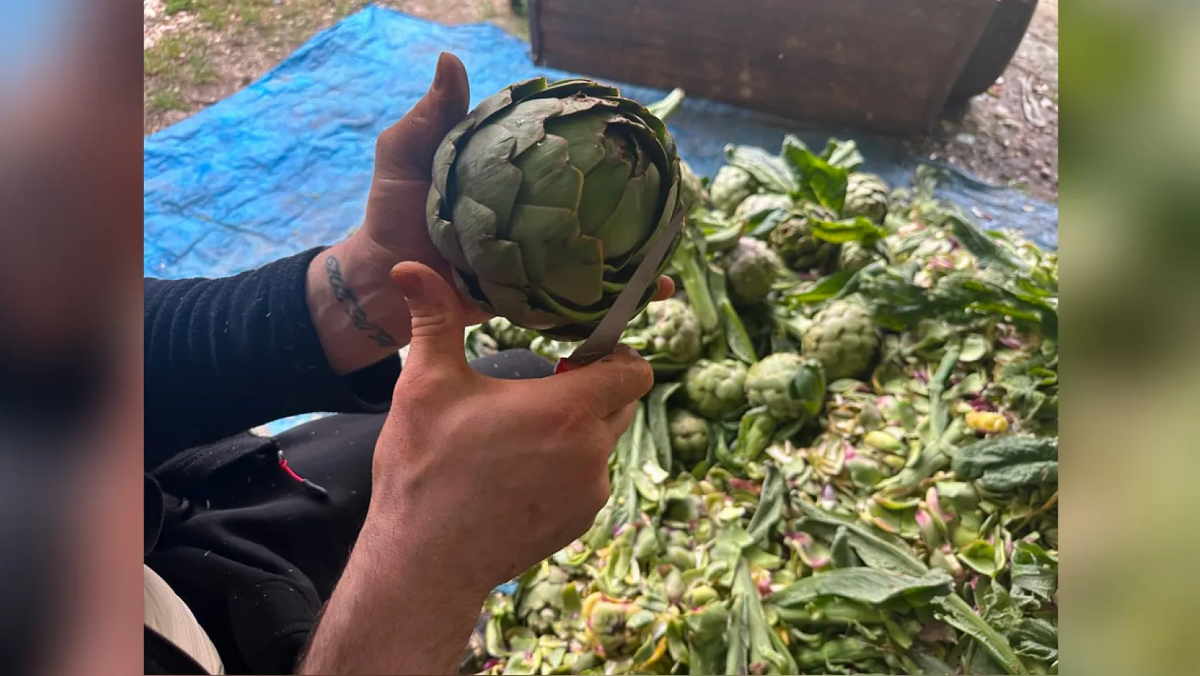 Enginar soyarak ayda 240 bin lira kazanıyor