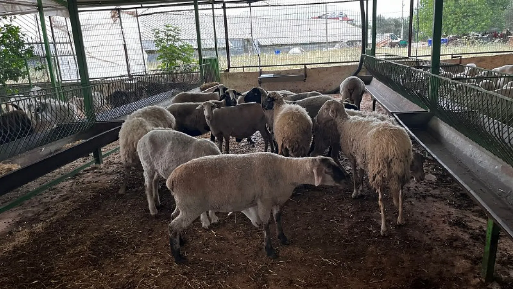 Fethiye'de kurbanlık satışları başladı En ucuzu 10, en pahalısı ise 170 bin TL 